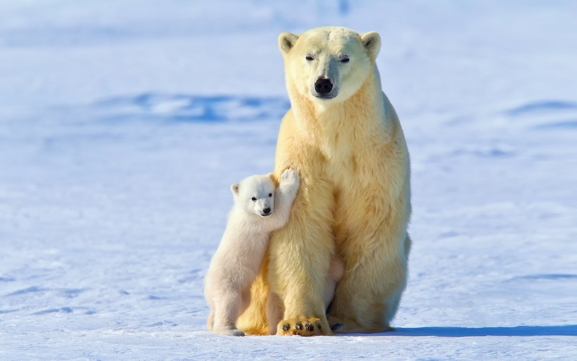 oso polar bebé osos polares invierno nieve luz