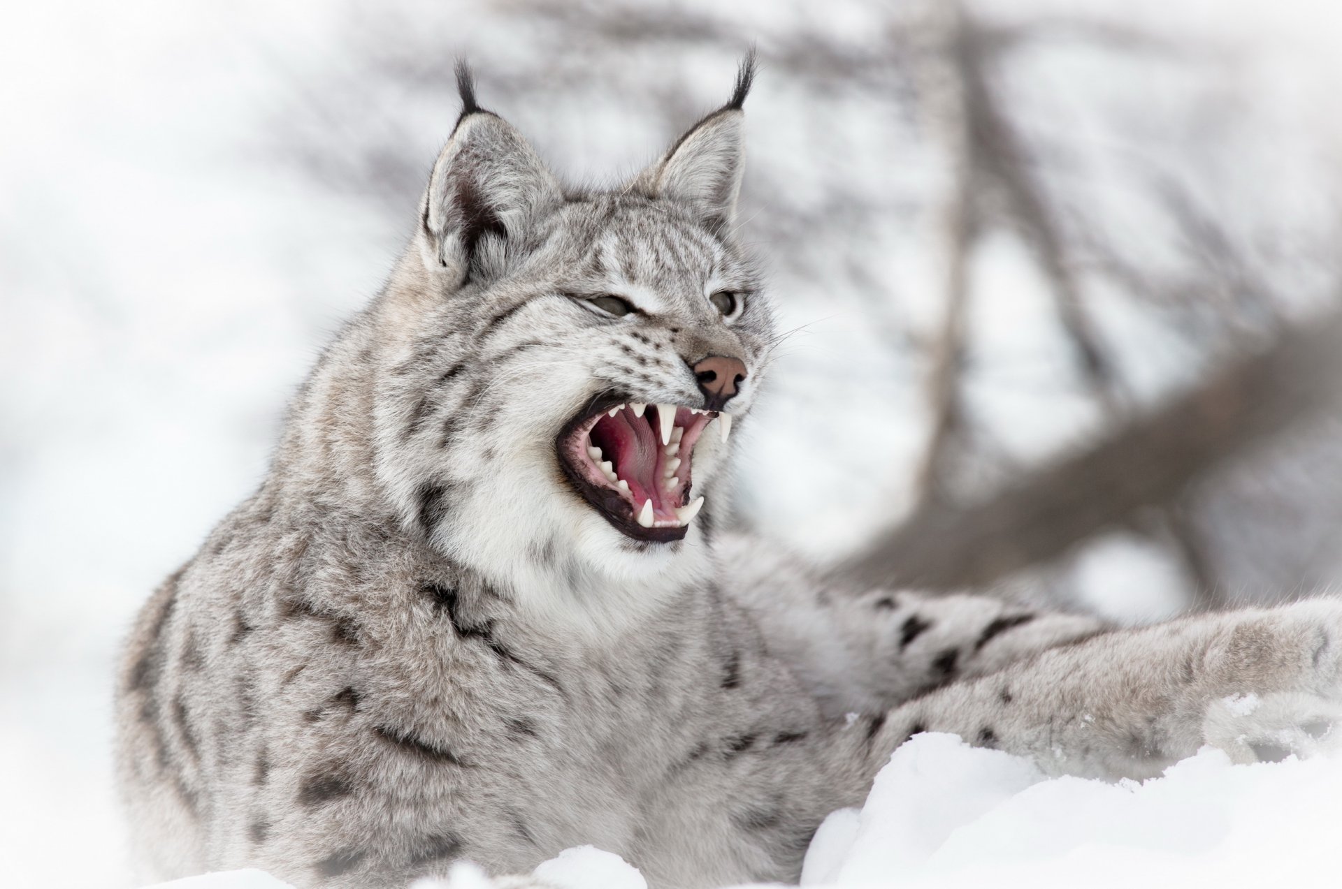 winter schnee raubtier luchs eurasisch maul grinsen