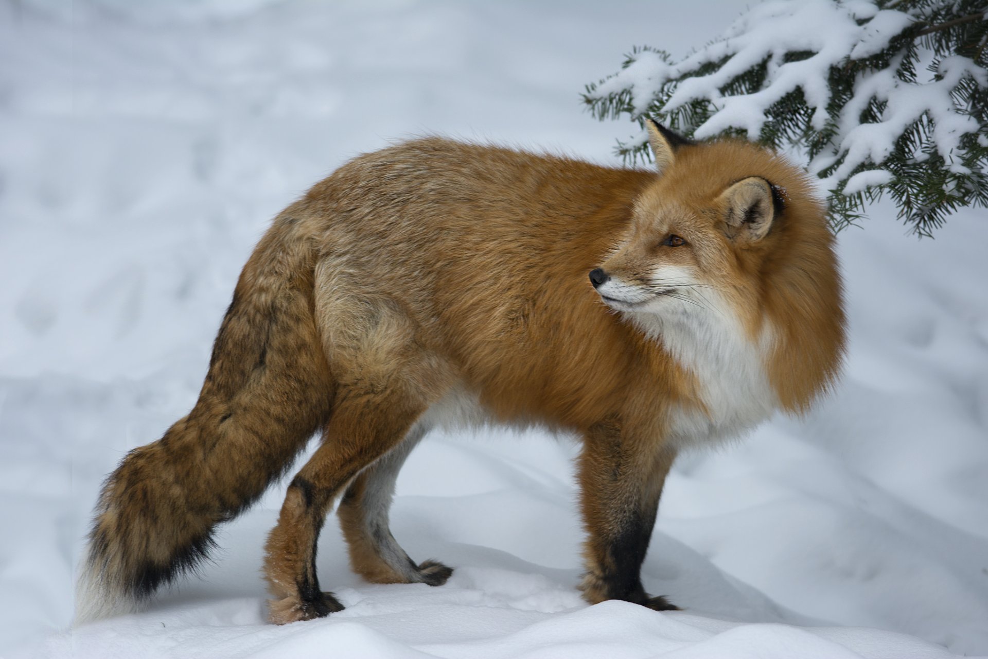 animal fox fox red max look winter snow