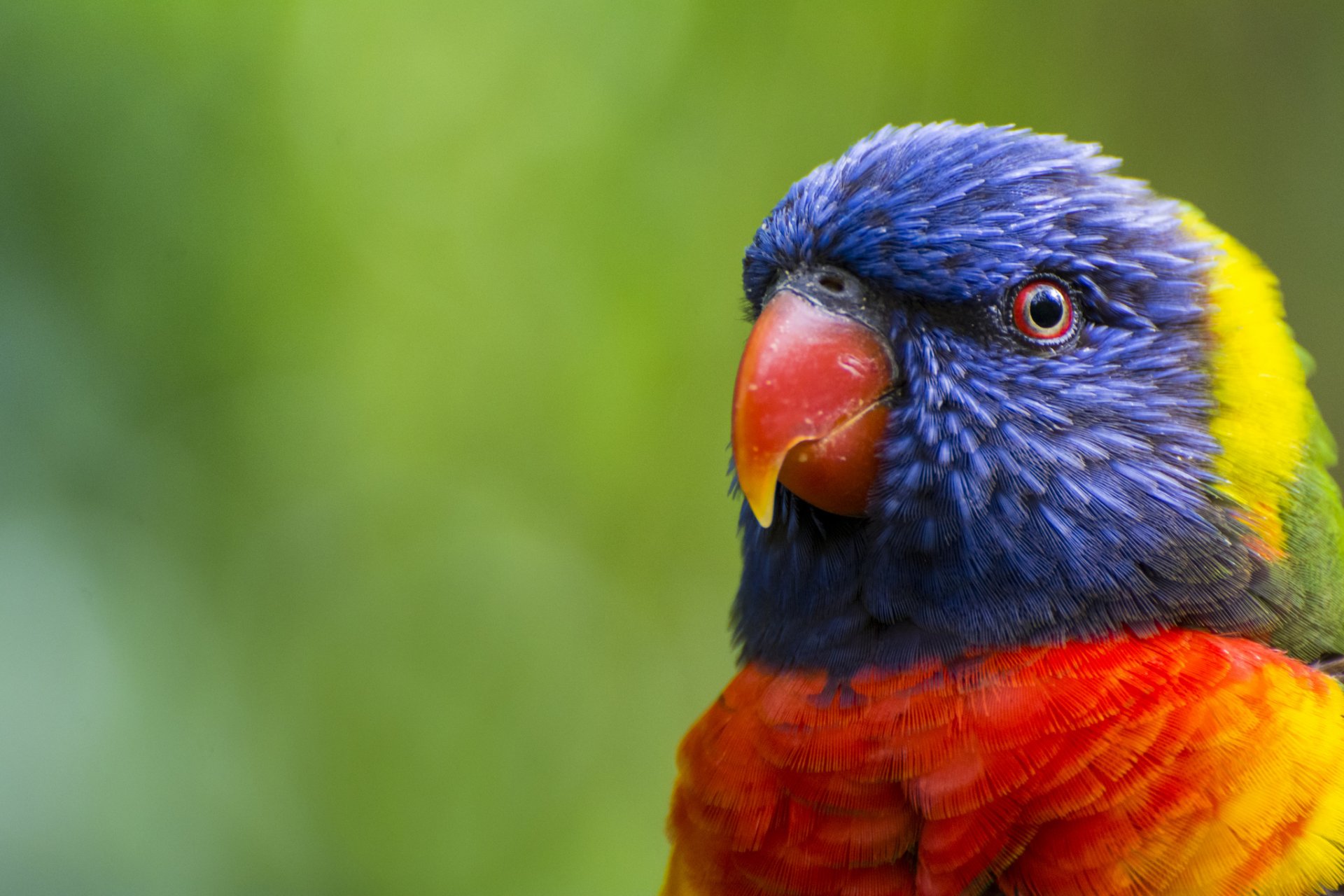 ptak wielokolorowy lorikeet papuga wielokolorowy głowa dziób pióra kolor zieleń rozmycie