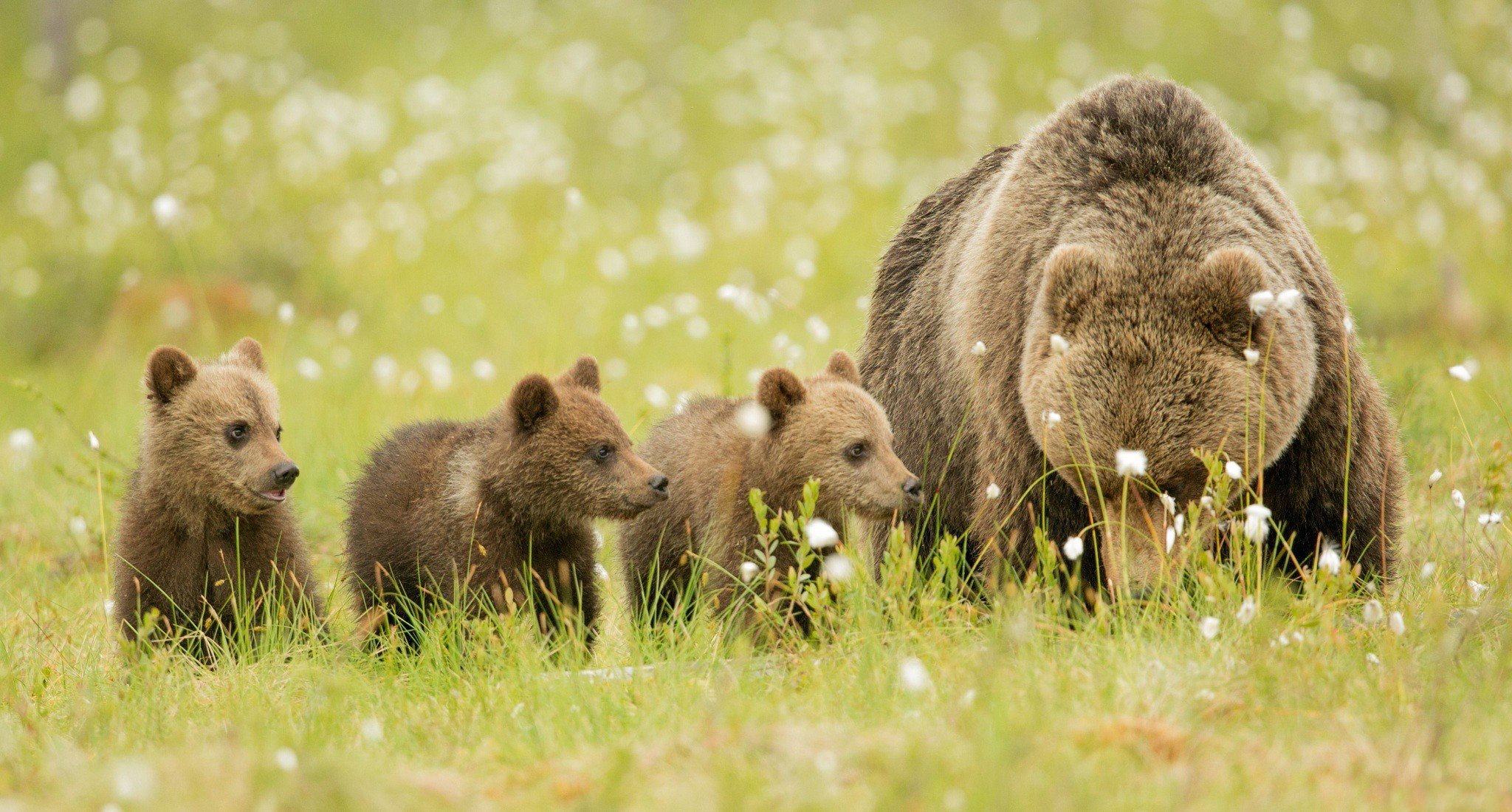 bears brown brown glade bear cubs family recreation nature