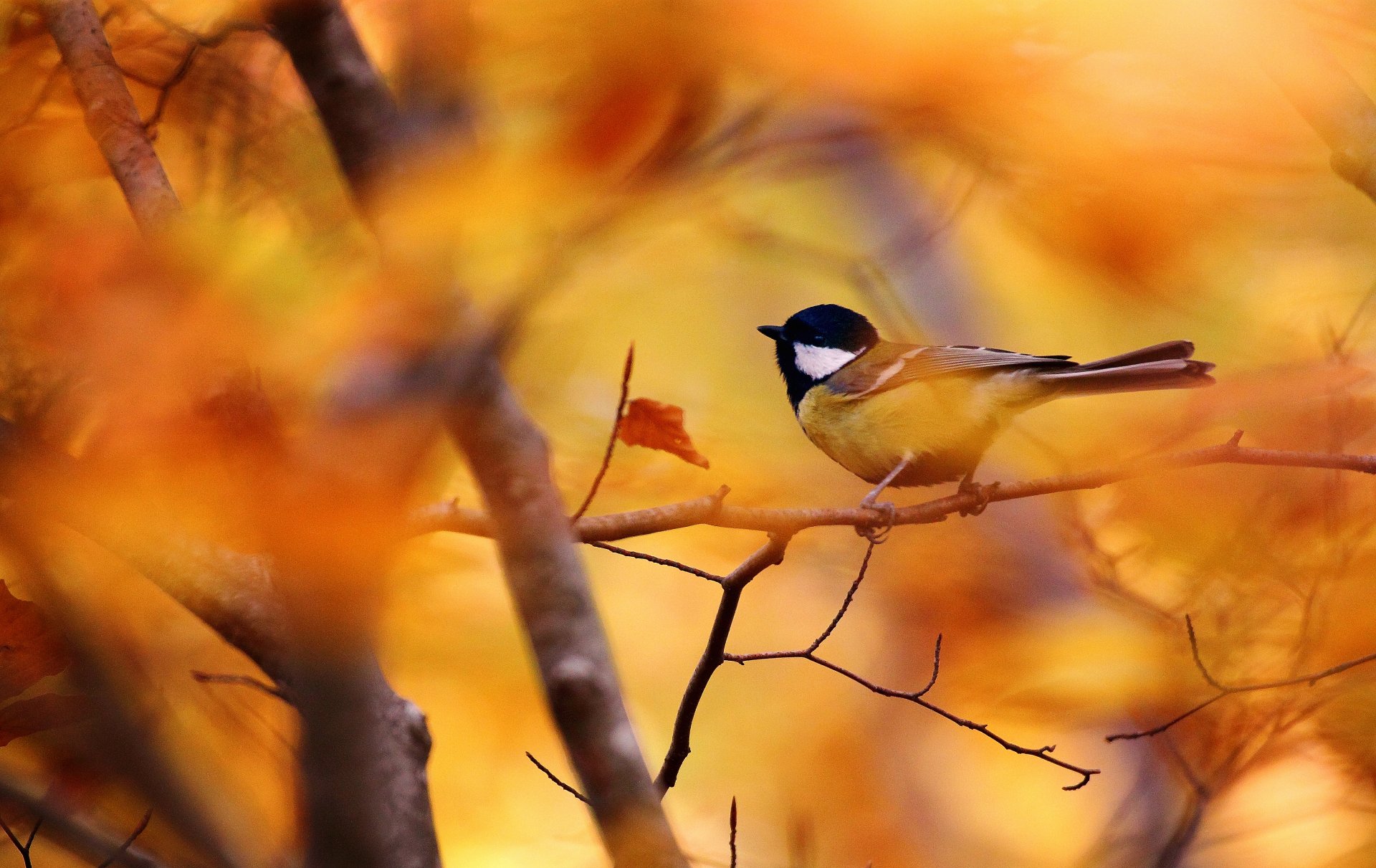 otoño hojas pájaro rama bokeh