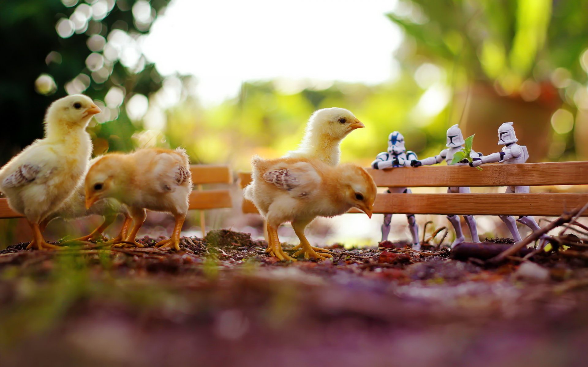 poussins star wars gros plan jouets zahir batin