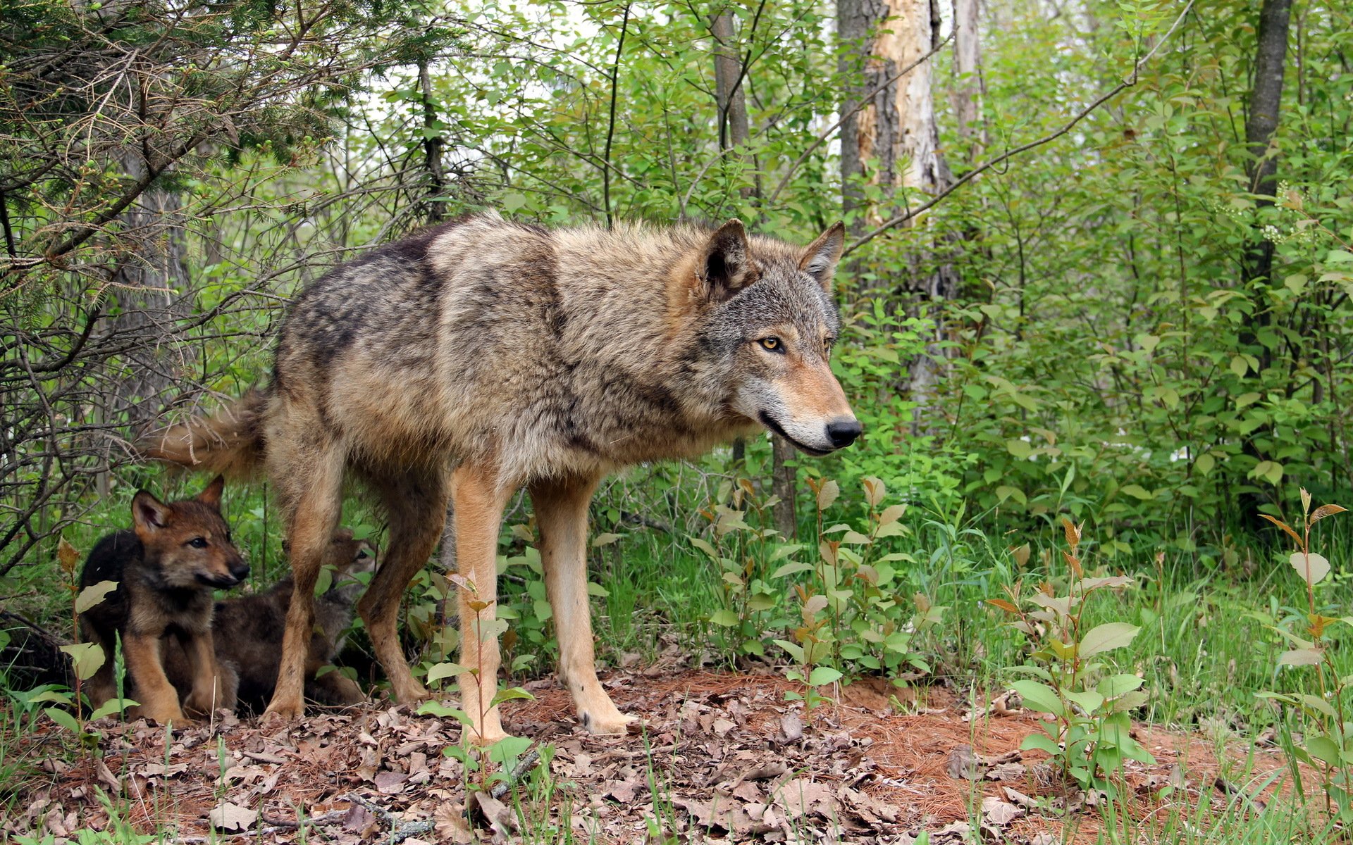 wolves nature forest