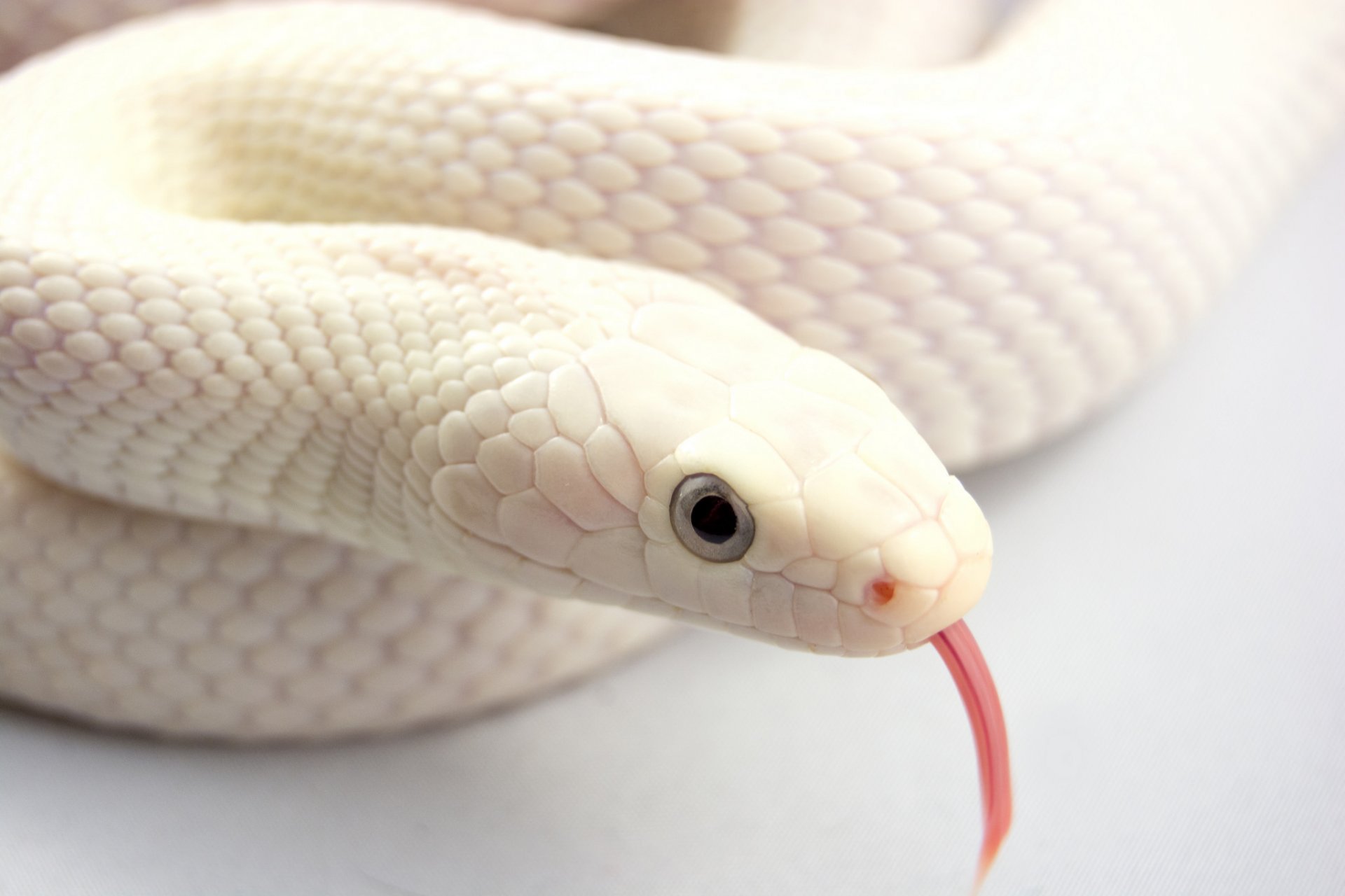 serpent albinos langue