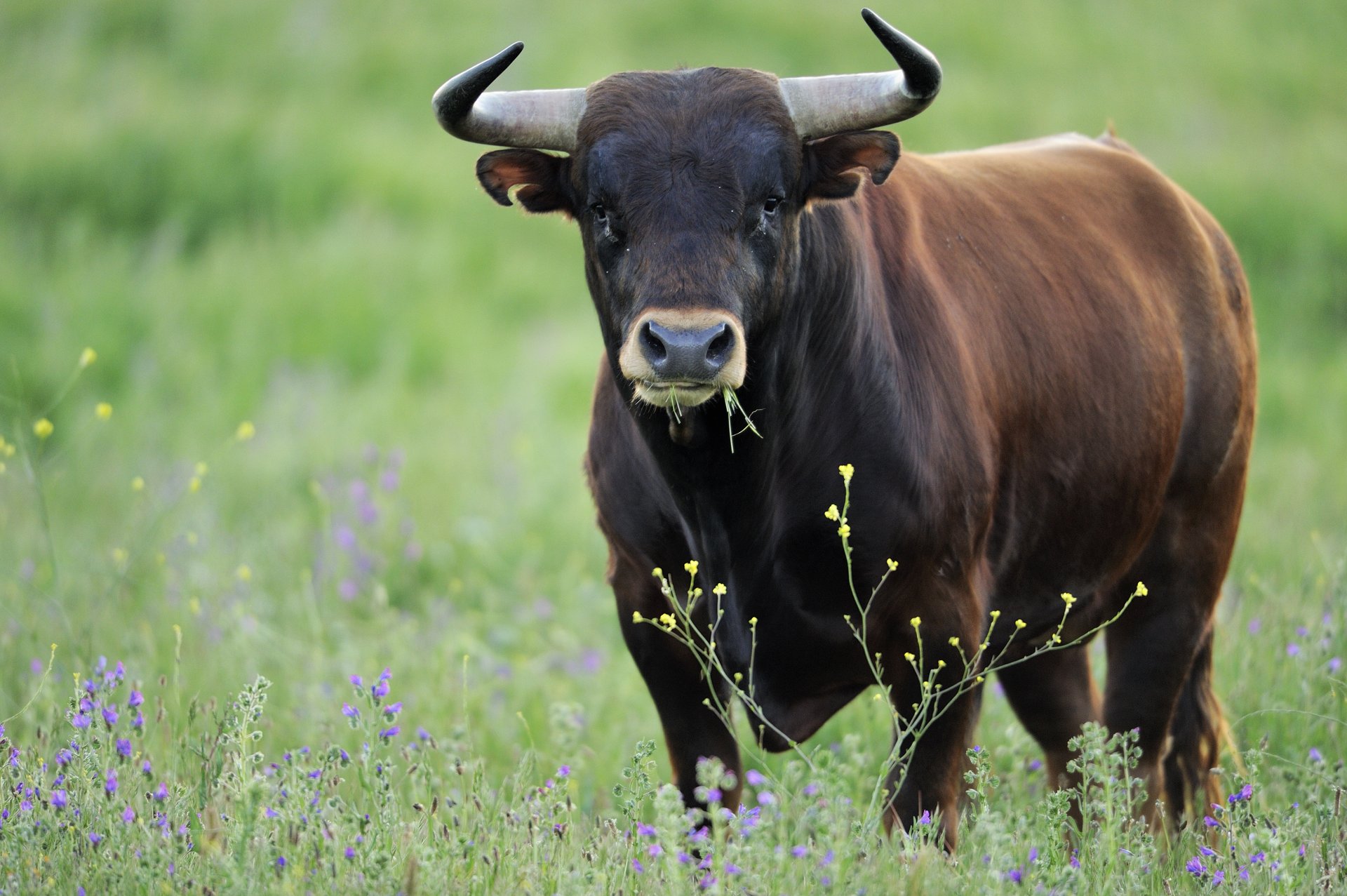 toro sguardo forza potere fiducia in se stessi