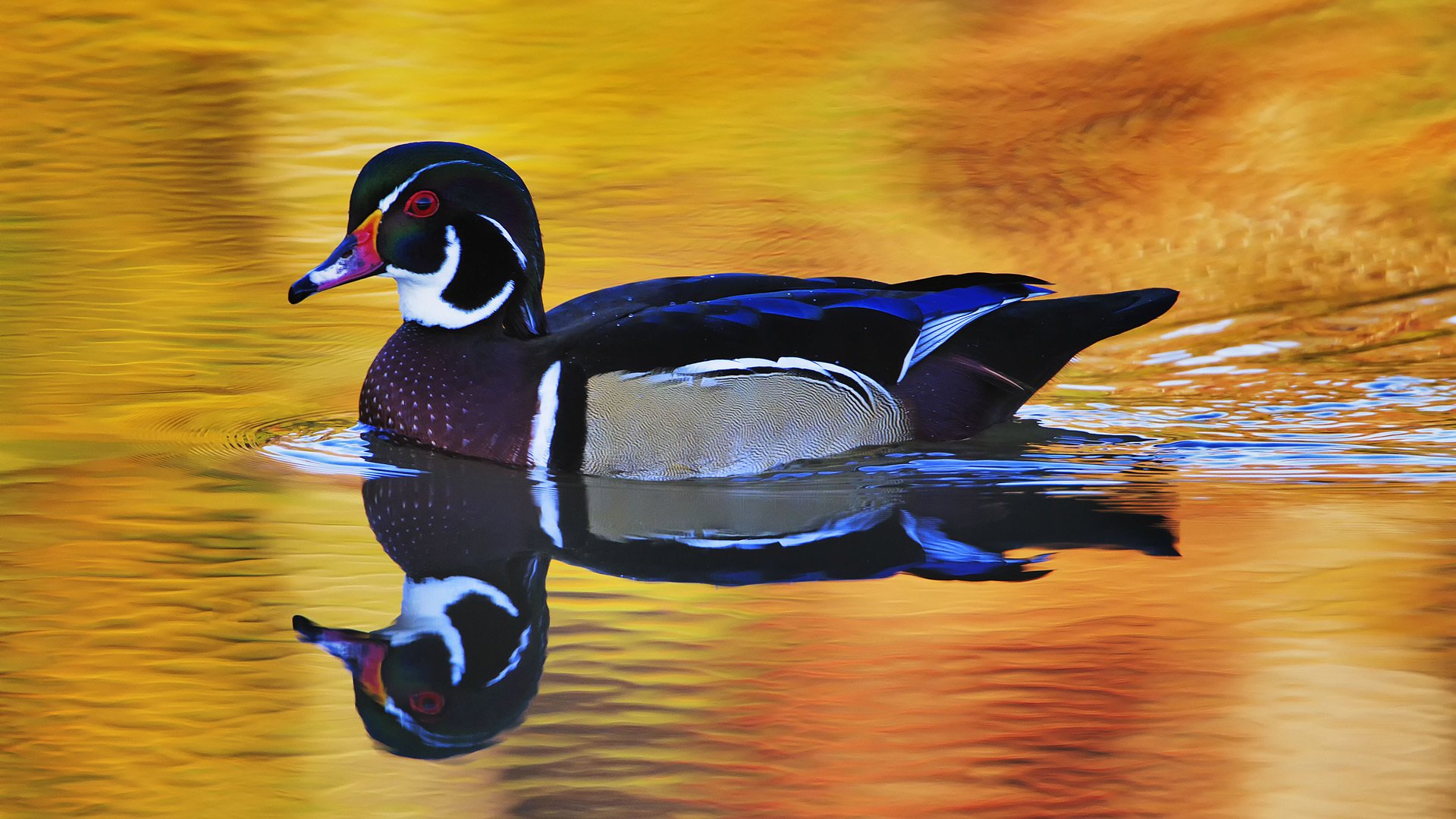 pájaro pato bazo nadando