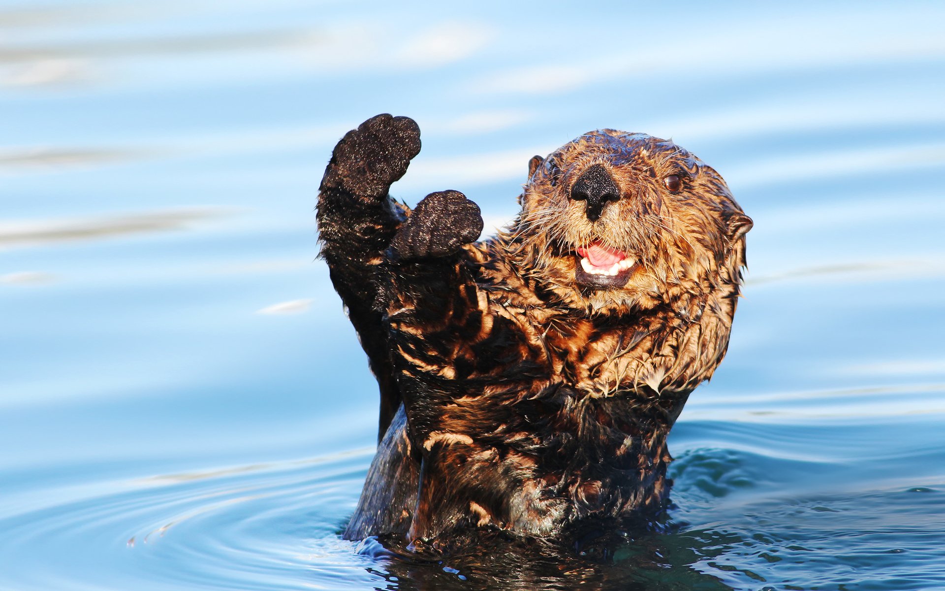 otter wet foot water