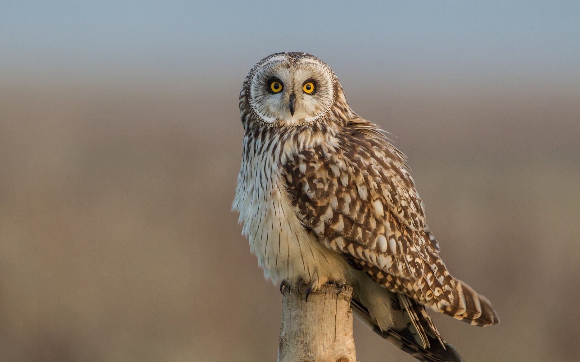 hort-eared owl poultry view