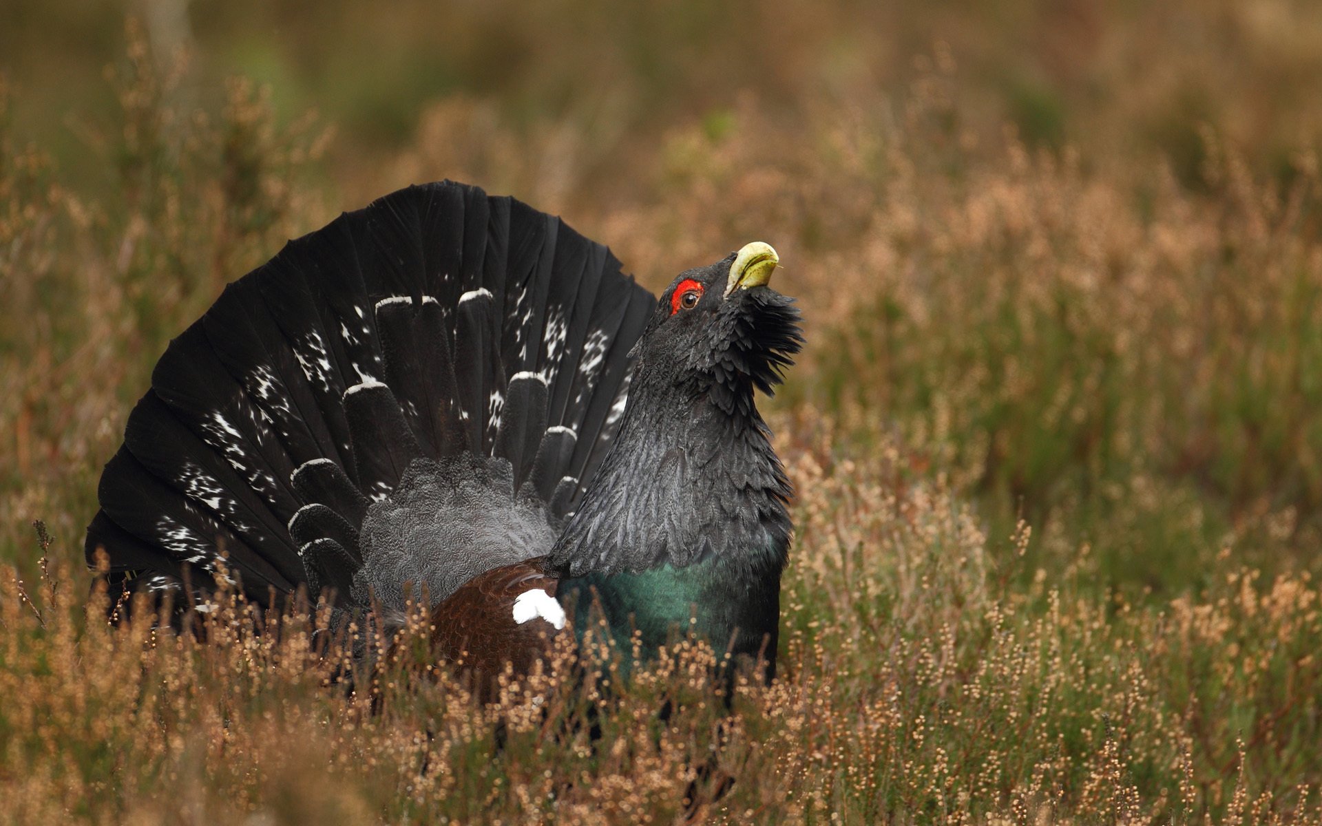 uccello gallo cedrone nero erba