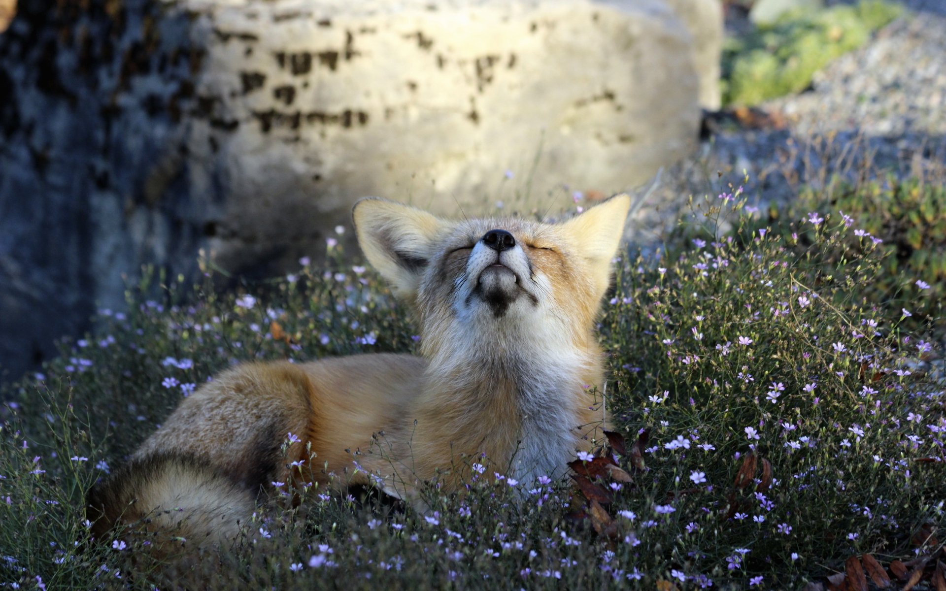 actitud naturaleza zorro