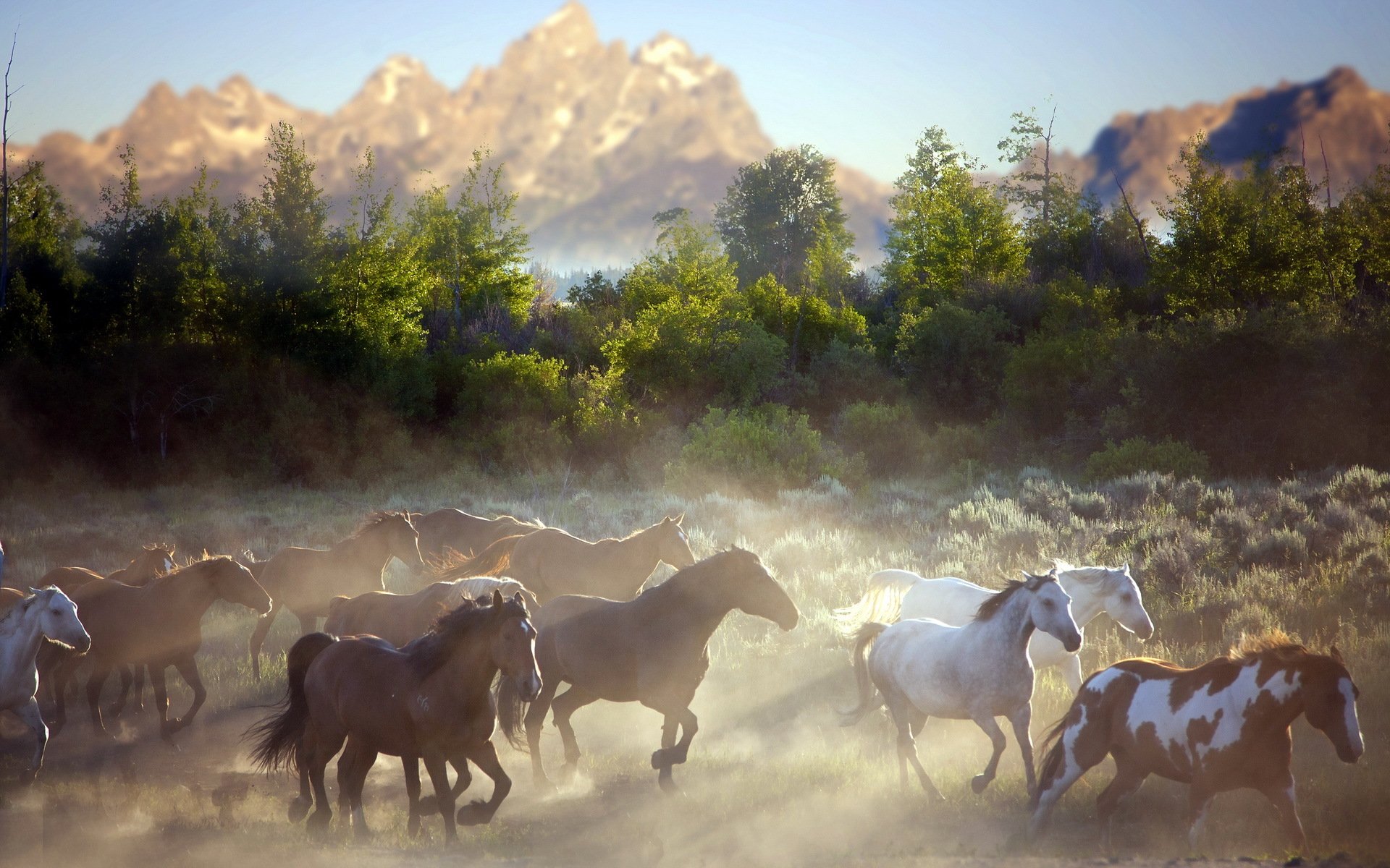 chevaux matin montagnes poussière nature