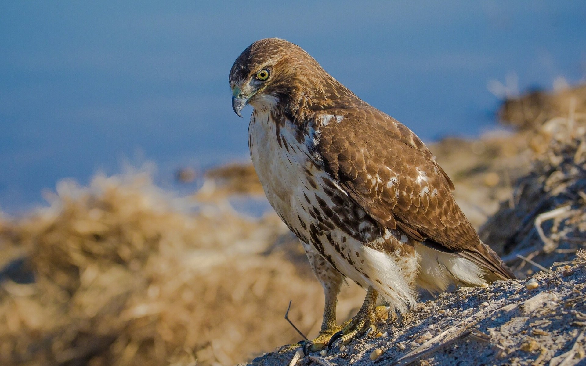 red-tailed hawk hawk poultry