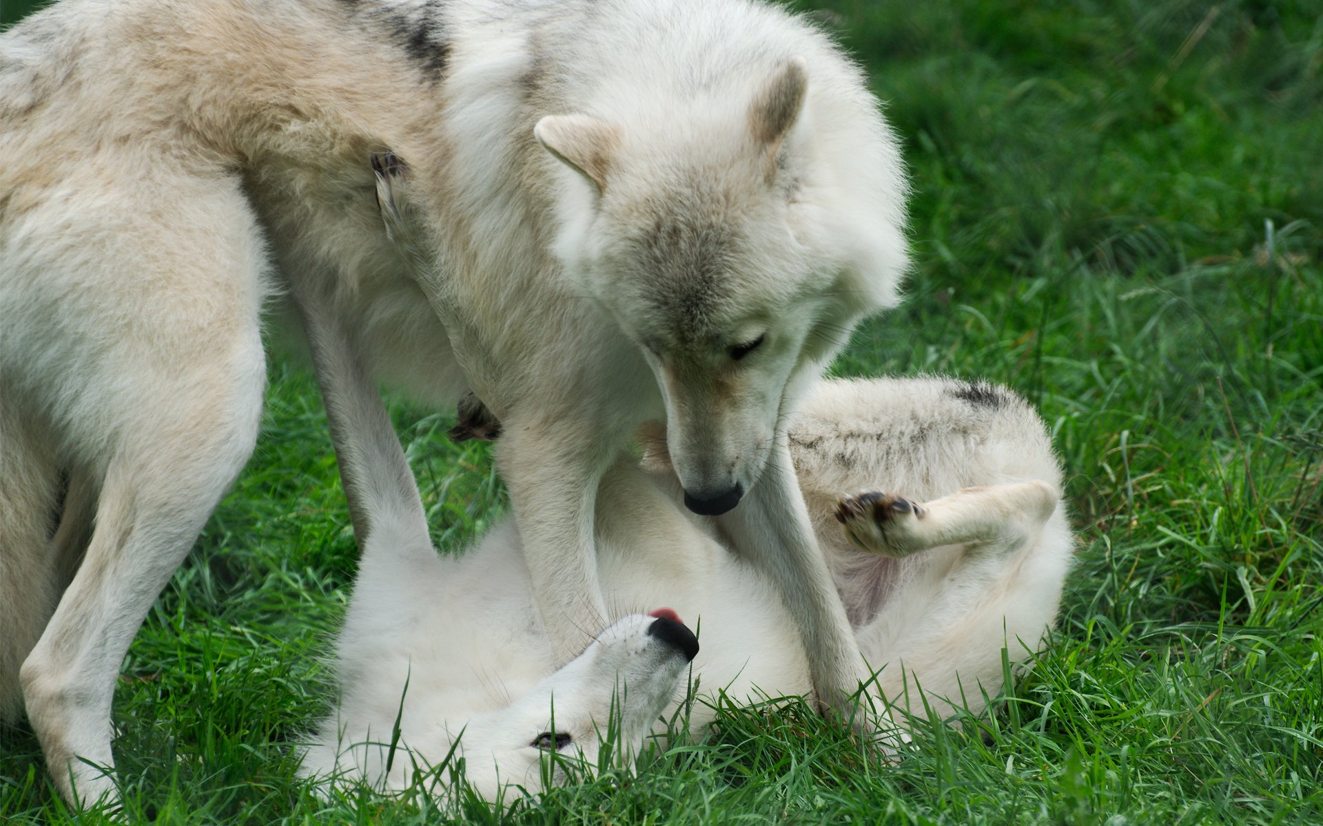 lobos hierba juego pareja dos