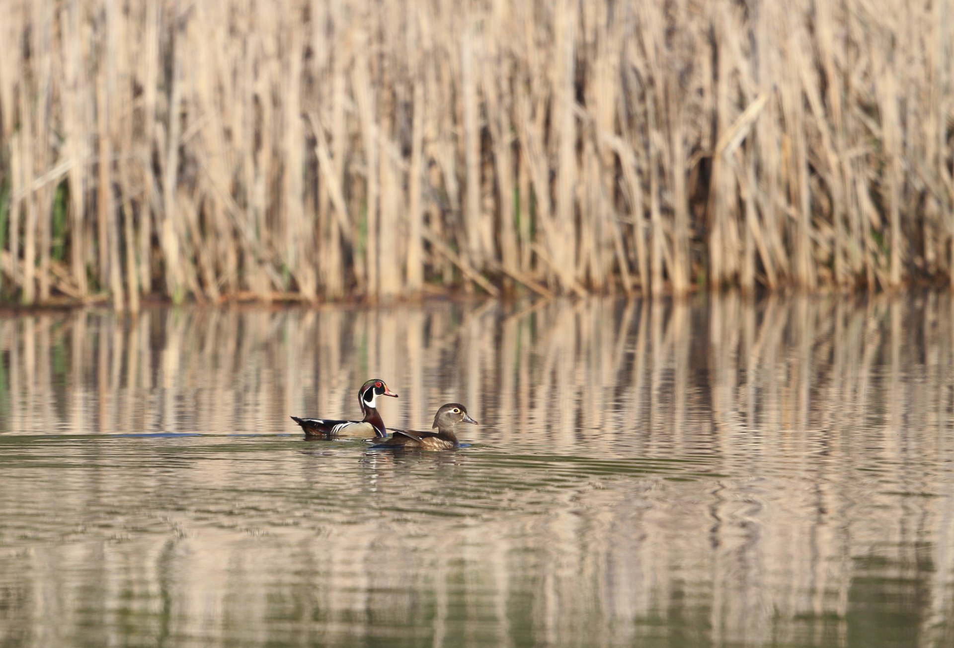 see schilf enten