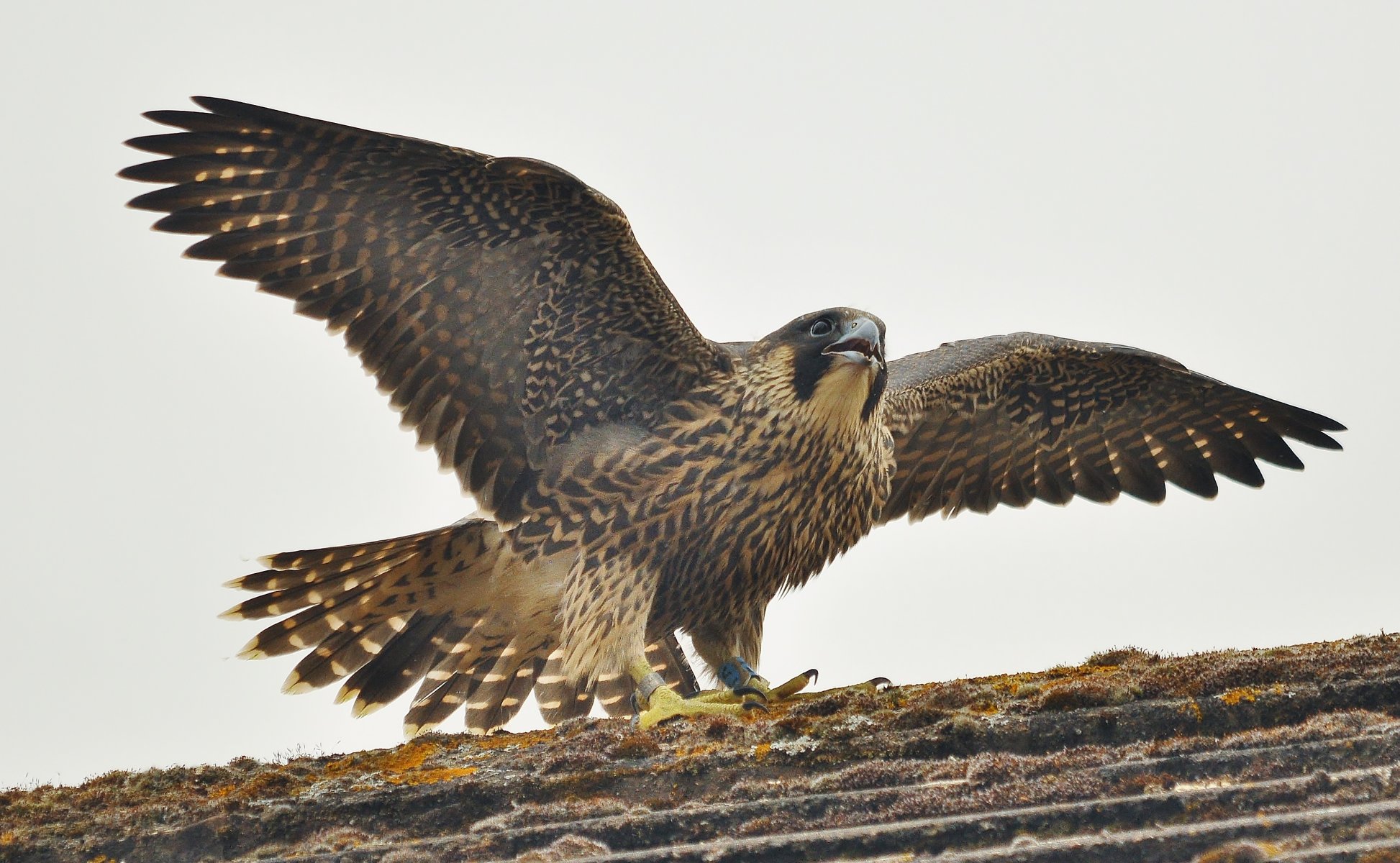 peregrine falcon falco peregrinus prey poultry from family falcon motley light belly black top of the head black mustache strives into view search production