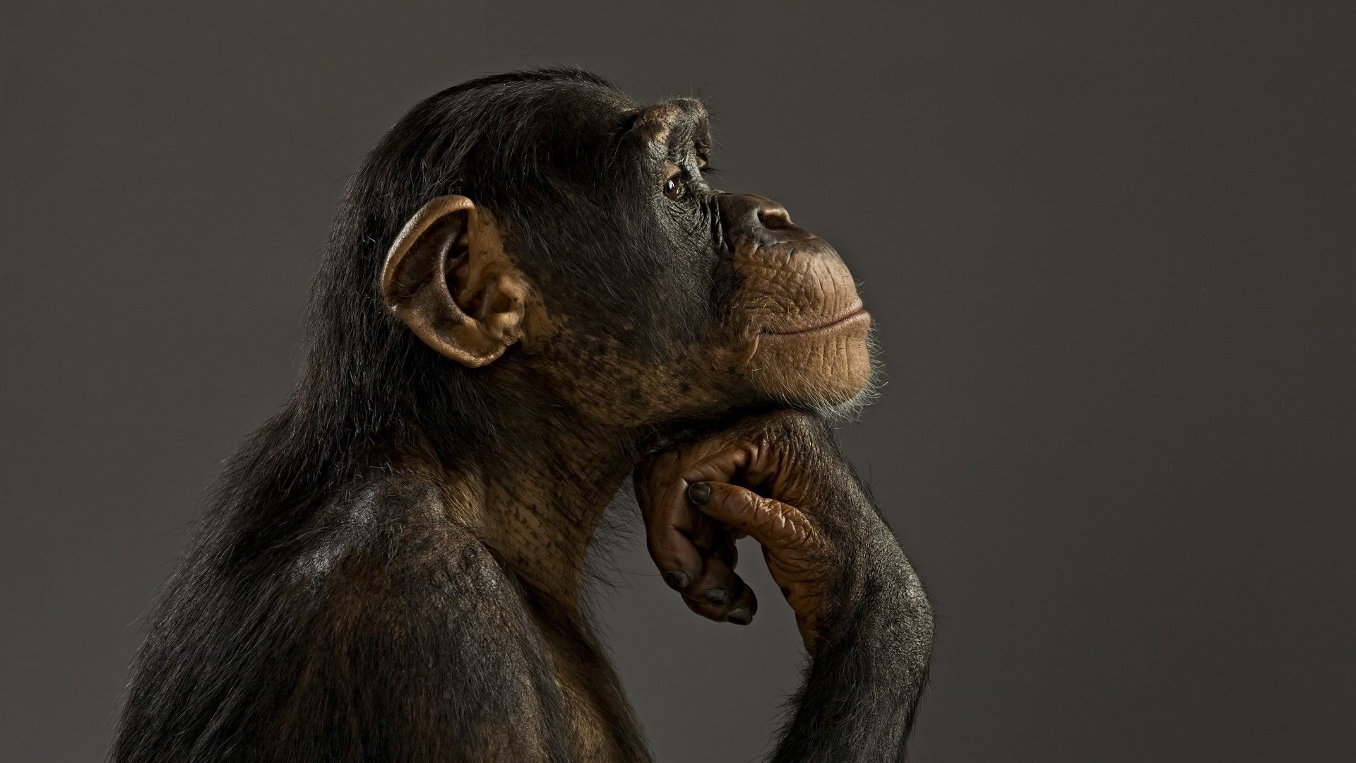 singe chimpanzé modèle humeur