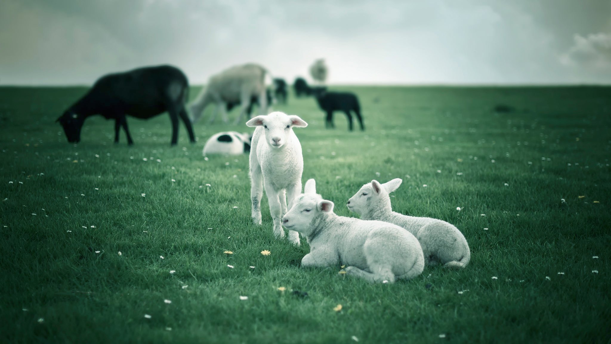 lambs sheep the field