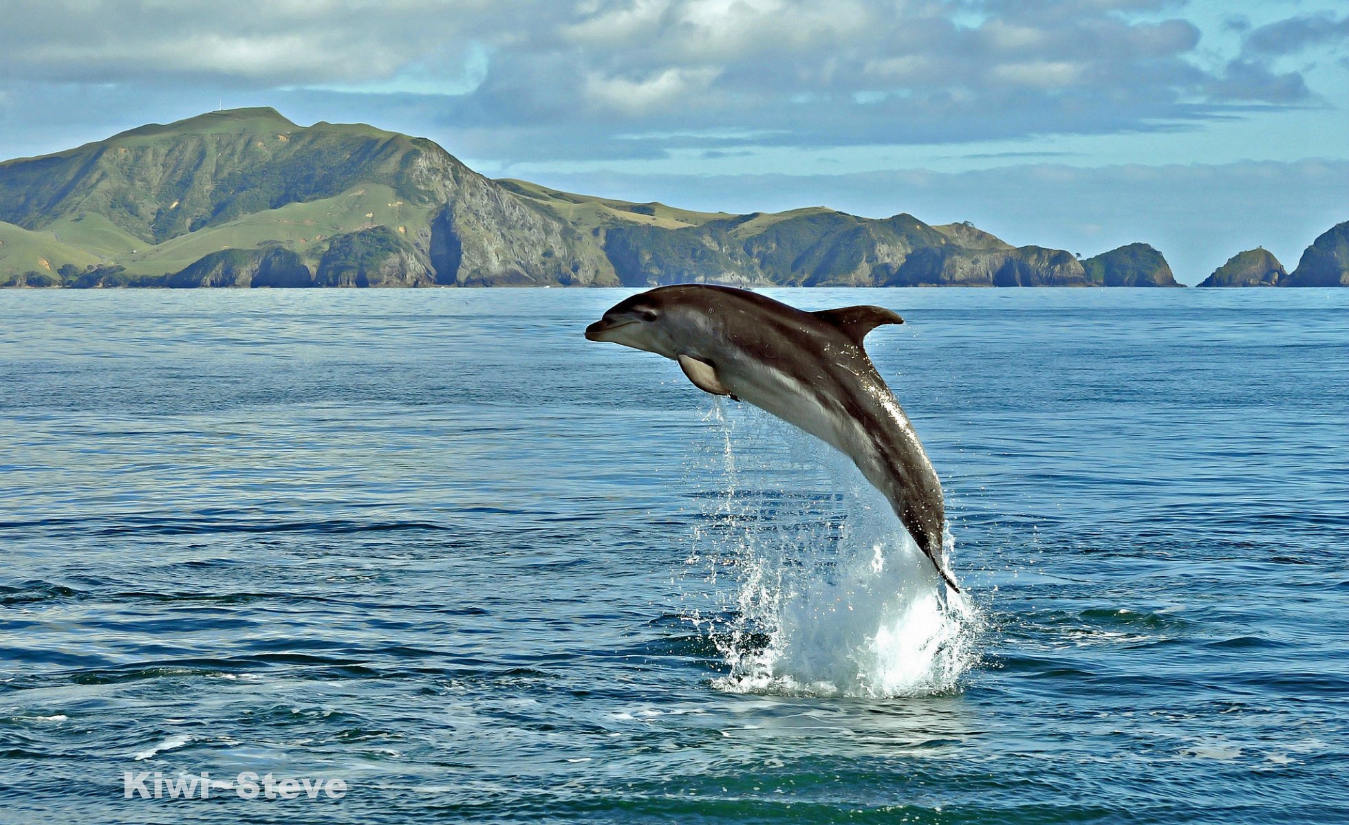 dolphin sea water spray