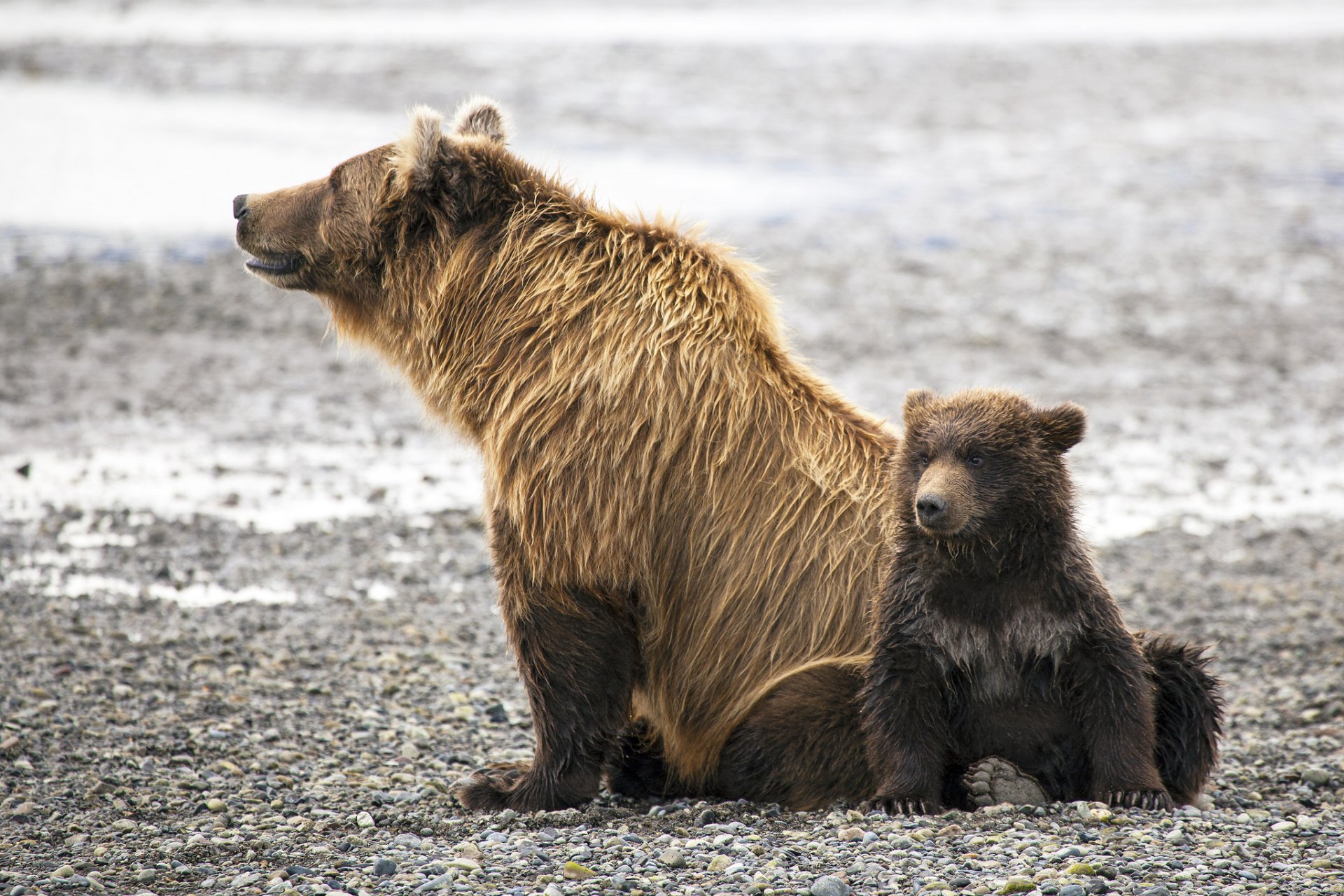 ours brun ourse ourson famille