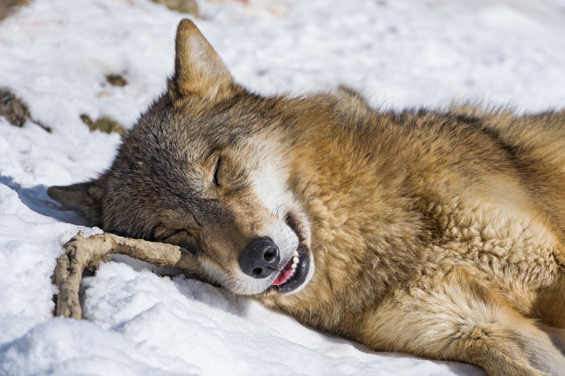 lobo nieve invierno sueño sueño hocico rama descanso © tambako the jaguar