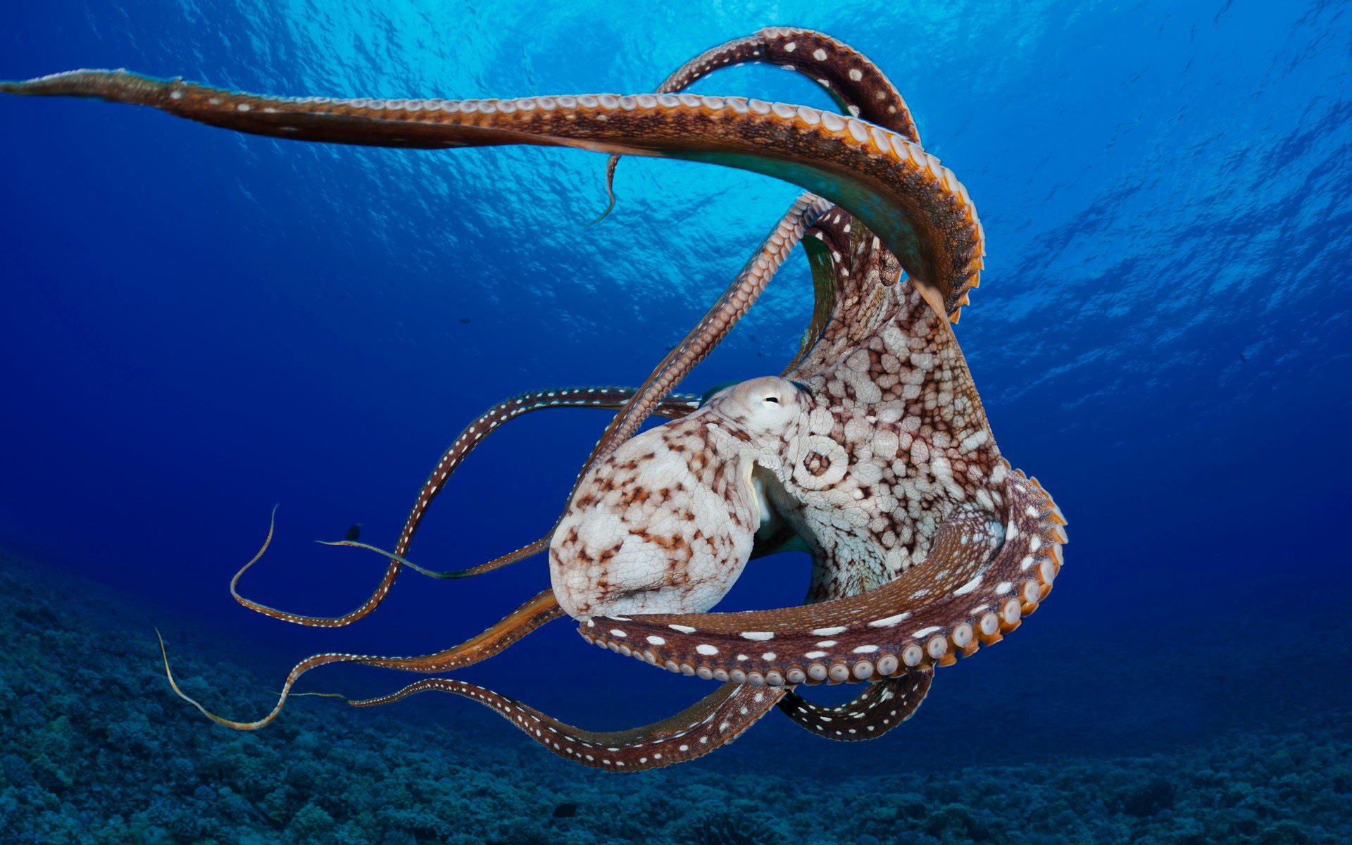 ozean korallen oktopus muschel tentakeln