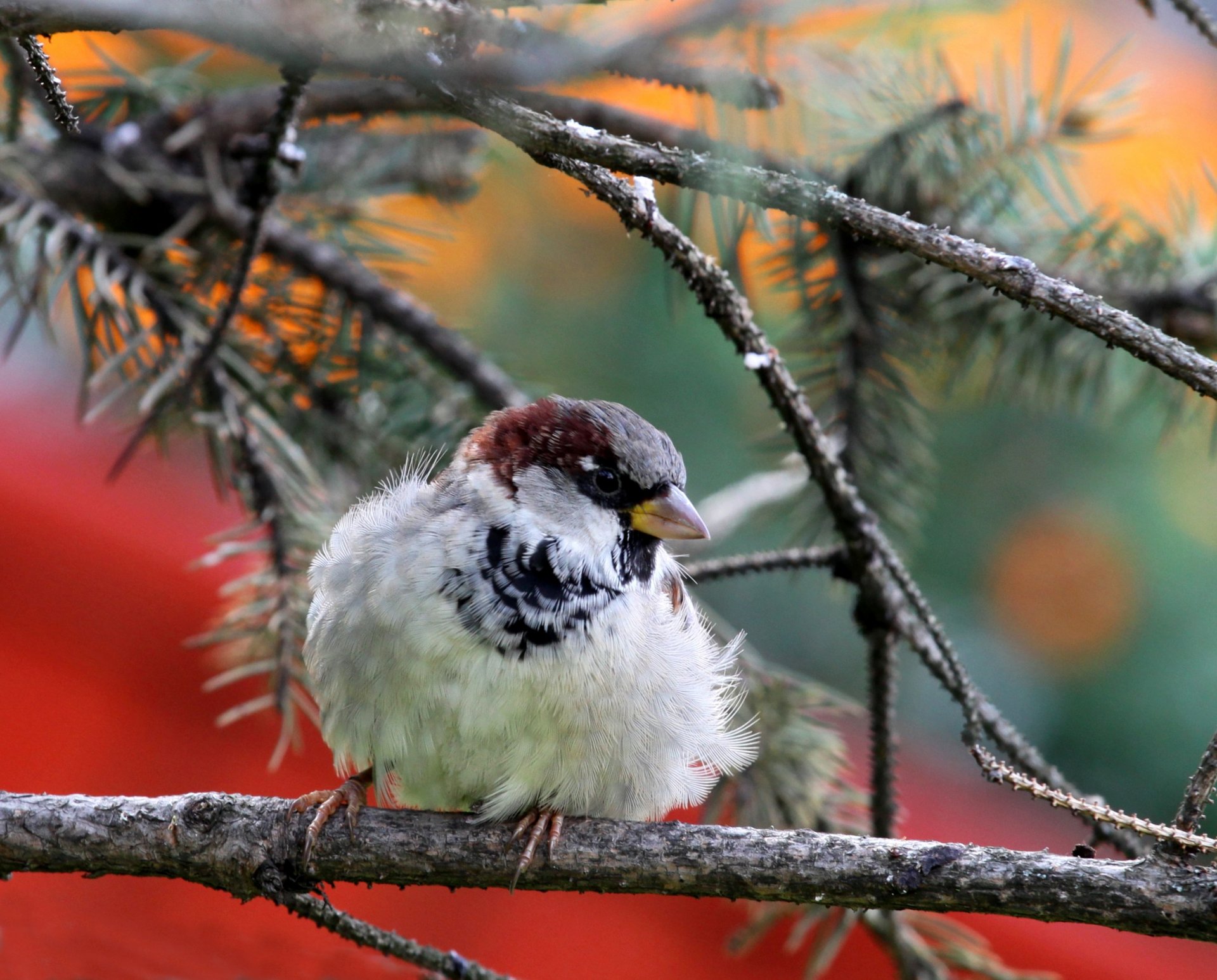 natura ptak wróbel gałąź igły