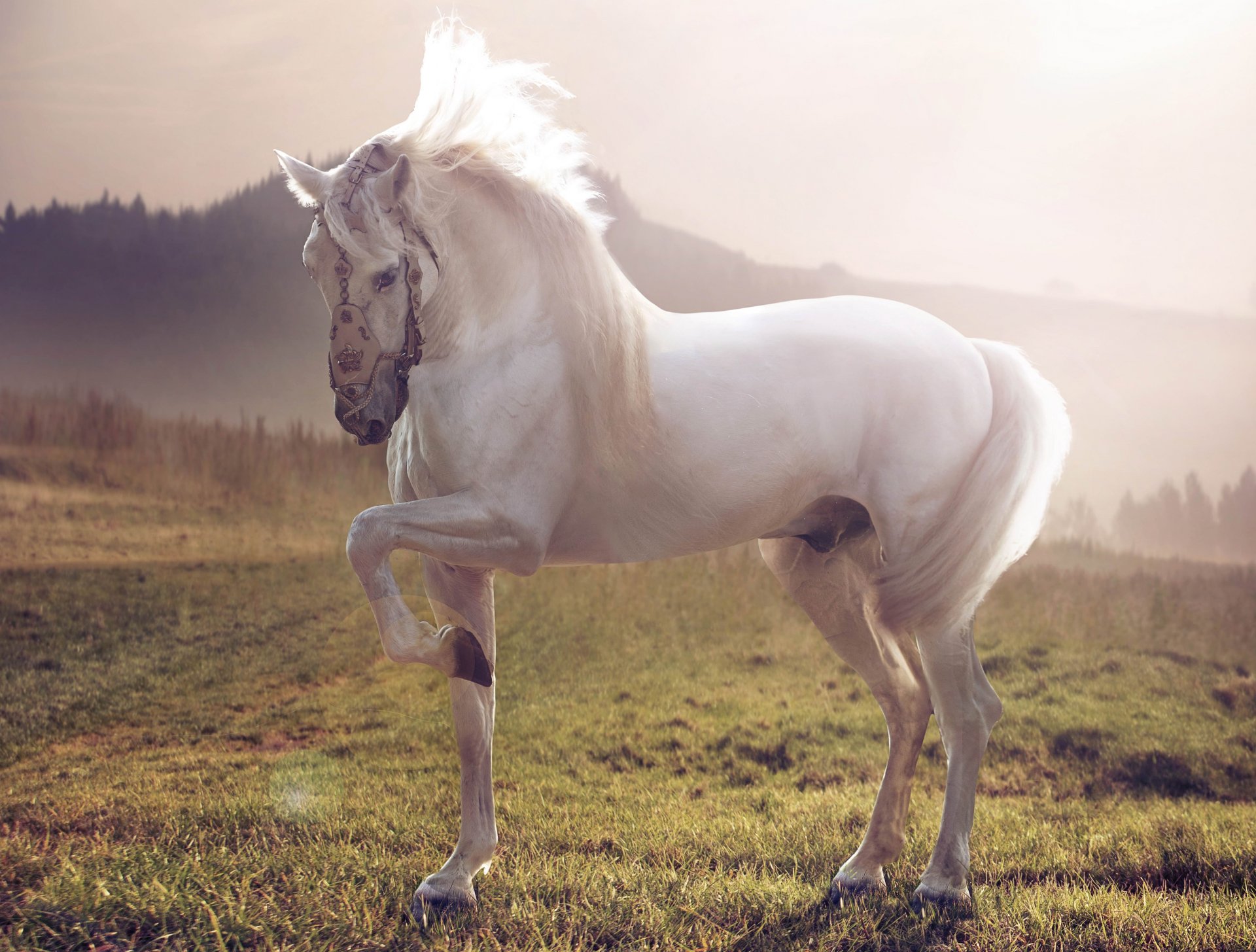 horse horse white stallion