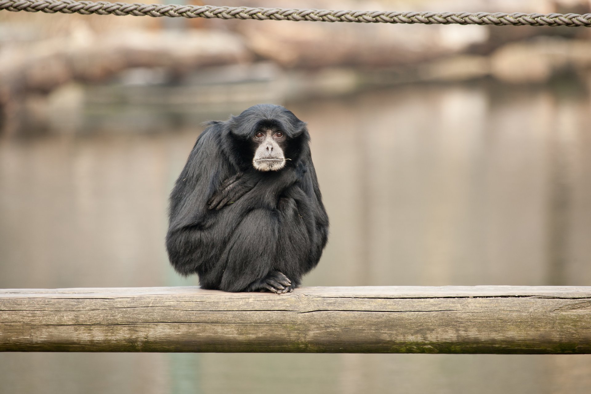 siamang małpa naczelne zwierzęta