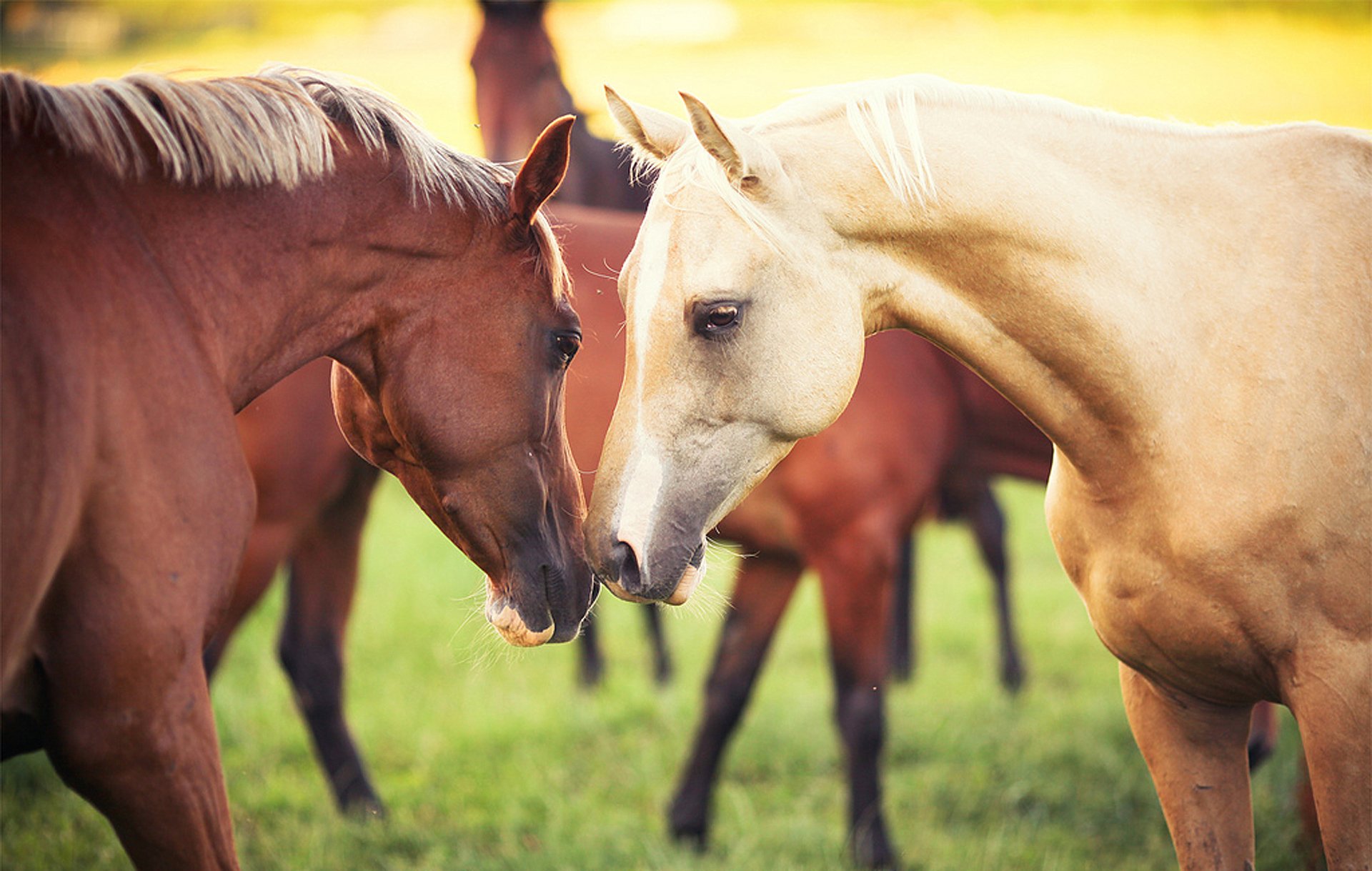 caballos caballos pareja animales hierba naturaleza