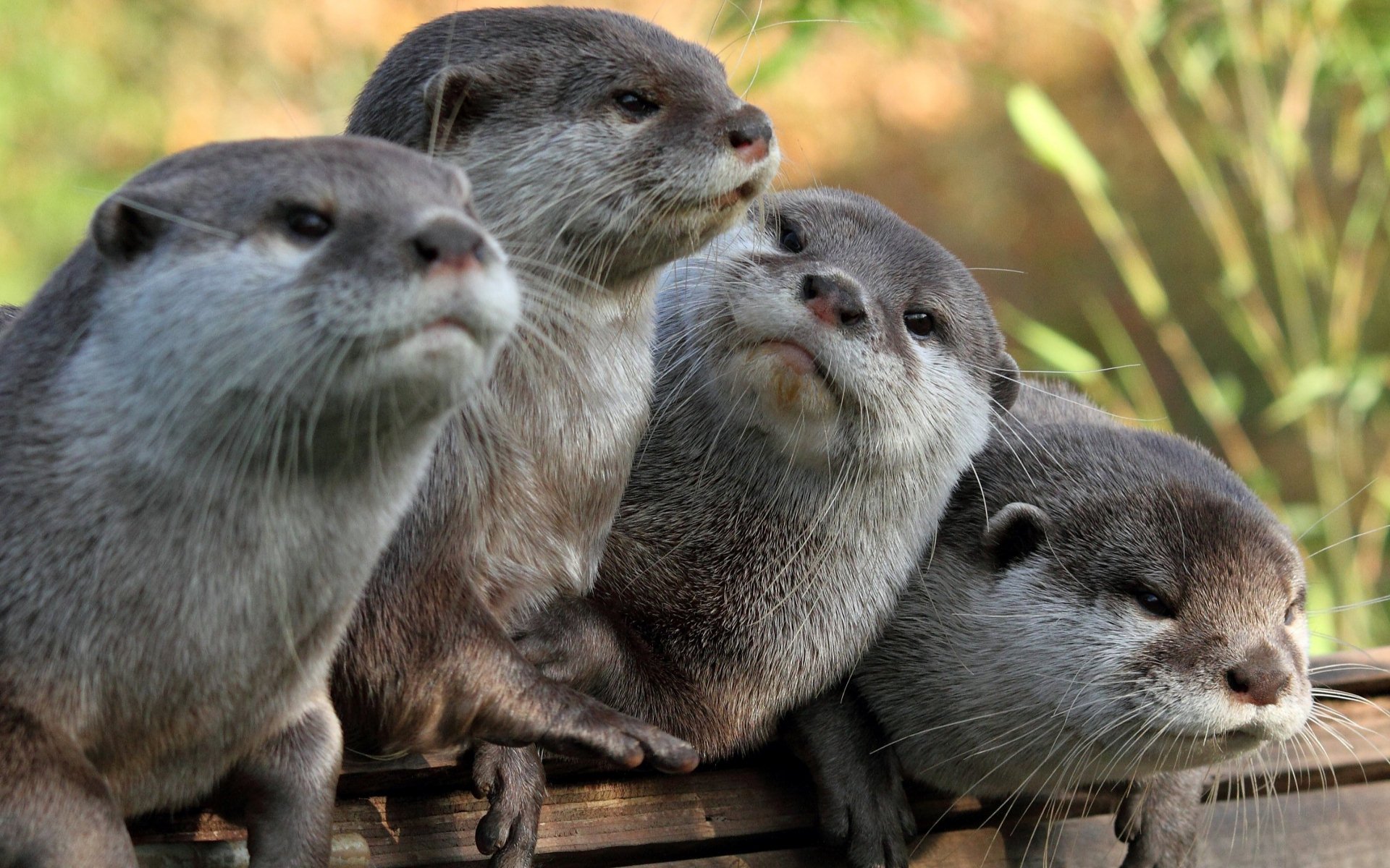 nutria nutrias cuatro gris mirando