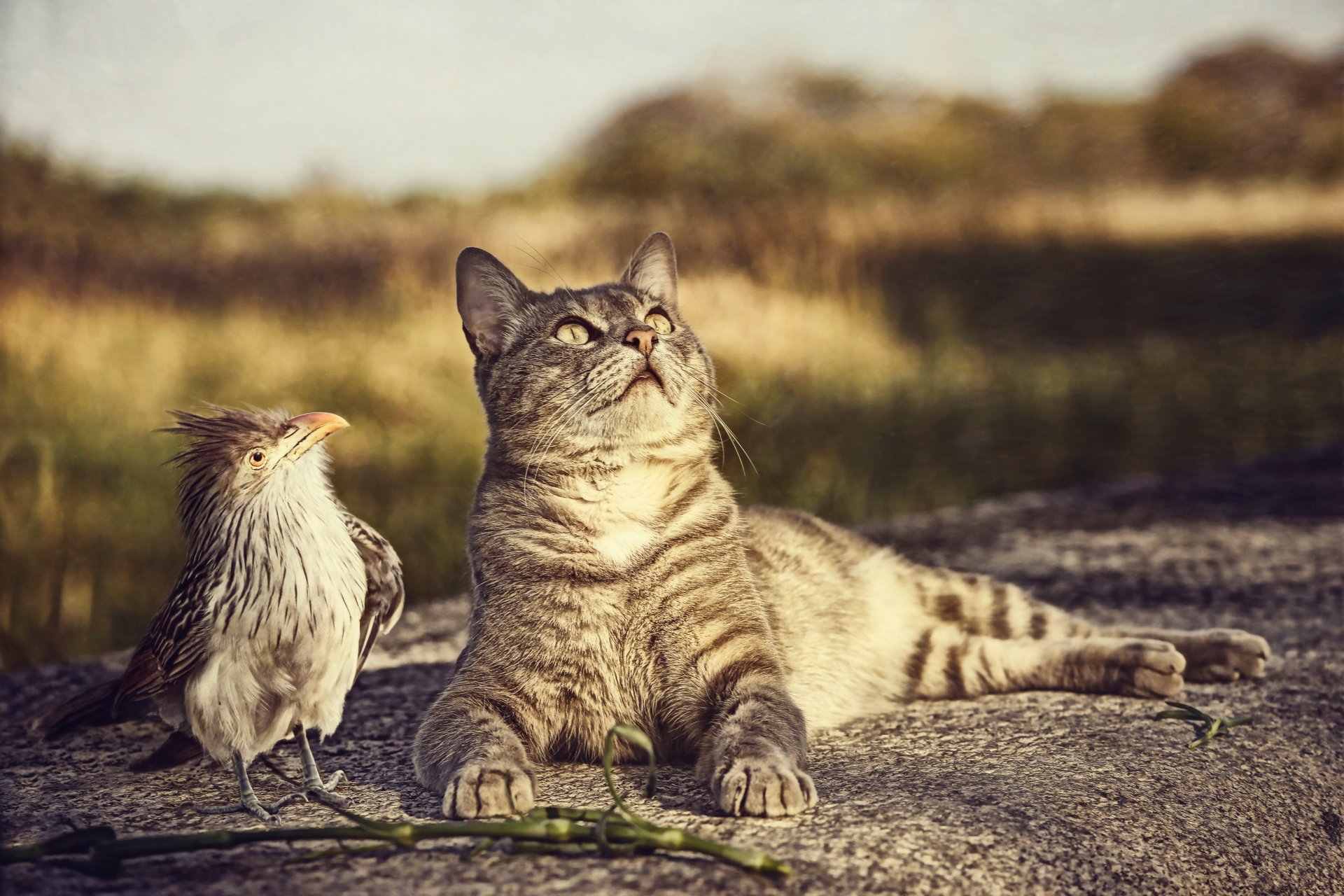 chat oiseau curiosité