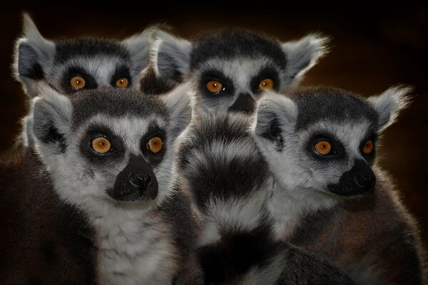 A flock of lemurs with curious faces