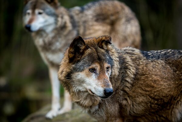 Lobos en paseos en la naturaleza