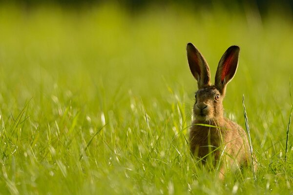 Lièvre à oreilles caché dans l herbe, l été