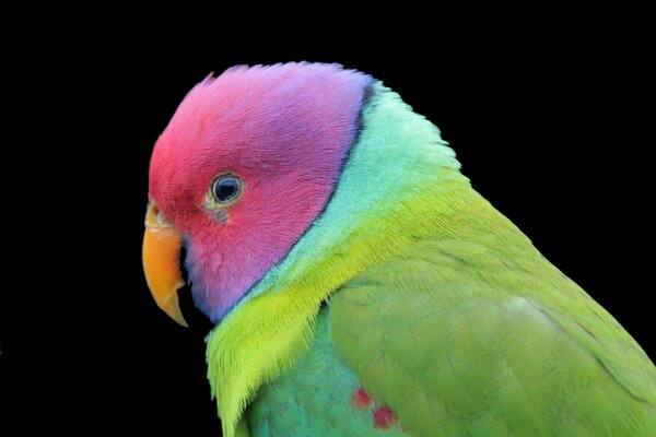 The parrot bird is multicolored on a black background