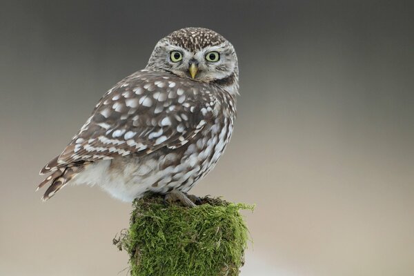 The owl that sits on the moss