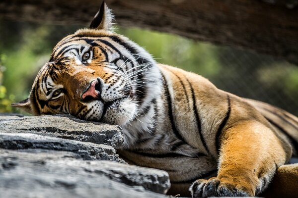 Schöner Blick beim liegenden Tiger auf einem Stein