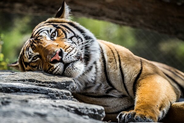 A beautiful look from a tiger lying on a stone