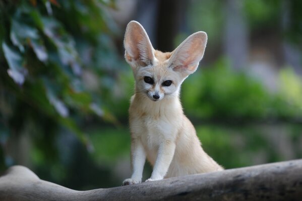 A fox with big ears