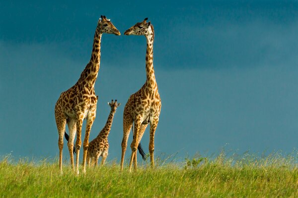 Giraffe family in the wild