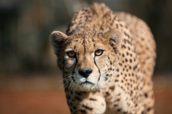 Un guepardo que camina con una mirada depredadora