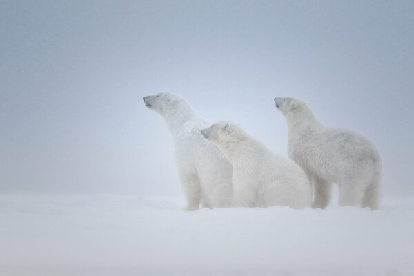 Three polar bears in the snow