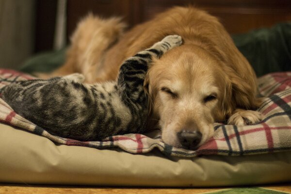 Friendship between cats and dogs still happens