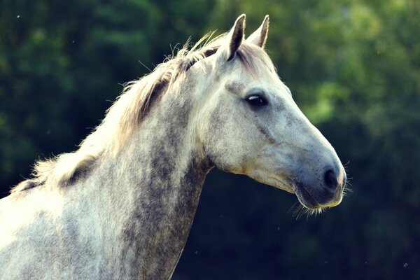 The head of a white horse with a combed mane