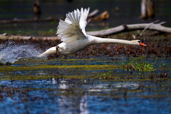 Ein weißer Schwan hebt von der Oberfläche des Wassers ab