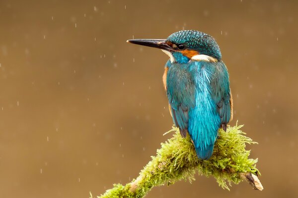 A bird with bright blue plumage sits on the edge of a branch under raindrops