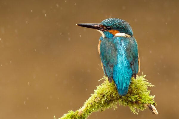 Ptak o jasnym niebieskim upierzeniu siedzi na krawędzi gałęzi pod kroplami deszczu