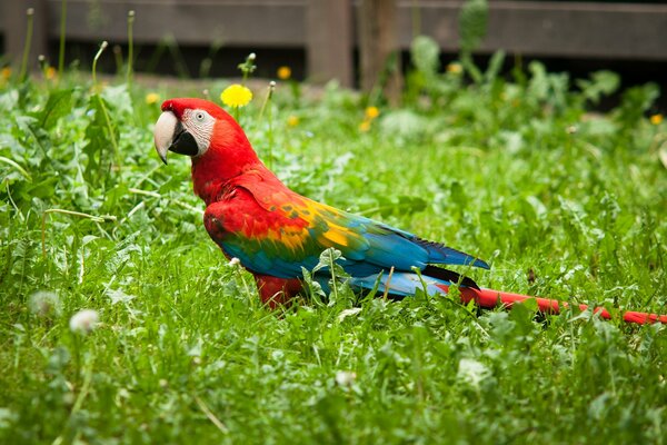 Guacamayo loro en el césped