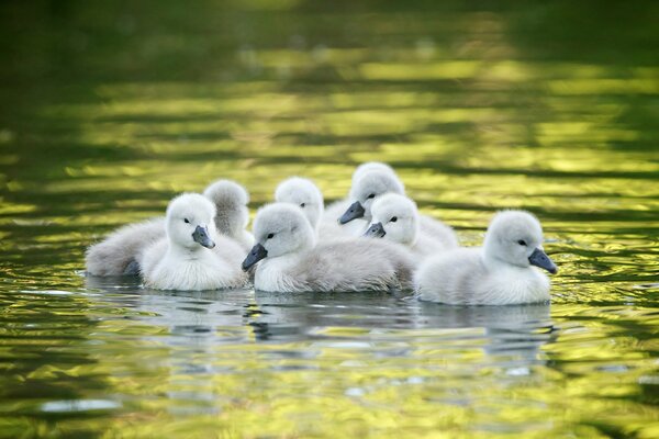 Schwan-Küken auf dem Wasser schwimmen